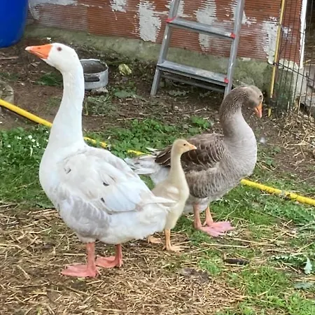 Bed & Breakfast L'escapade De Jos , Et Table D'hote