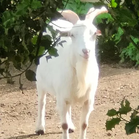 L'escapade De Jos , Et Table D'hote Bed & Breakfast